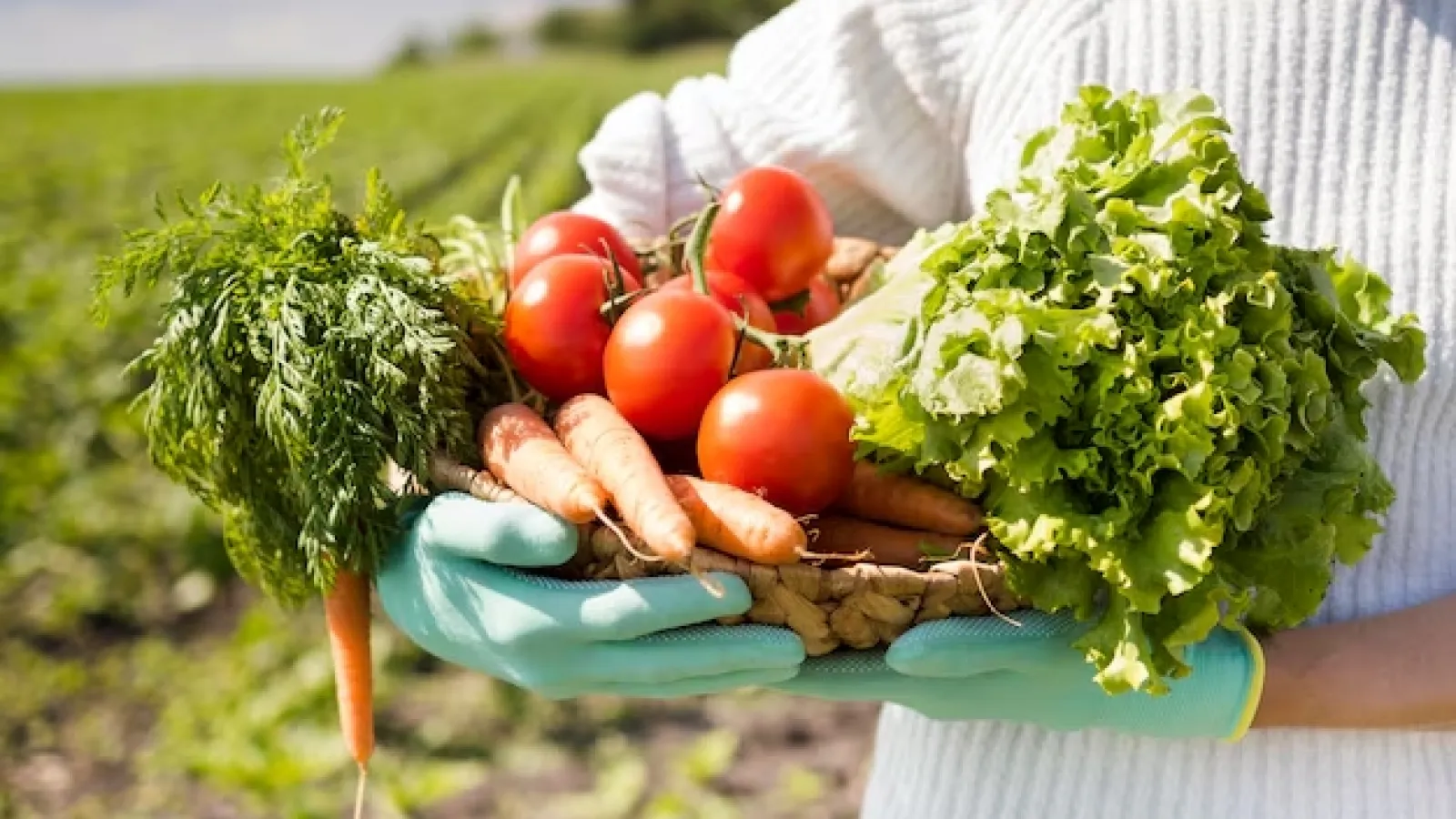 La nuova stagione di AGRINET4EDUCATION